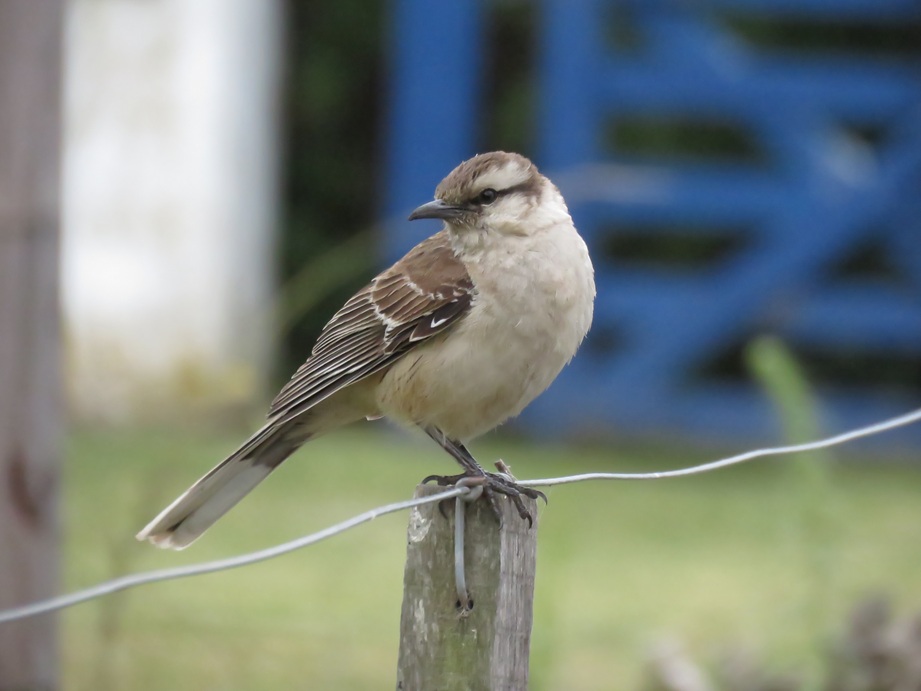 Calandria