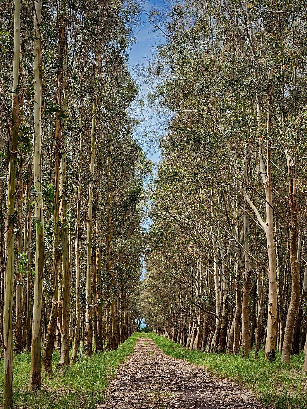 Sendero arbolado del arboretum