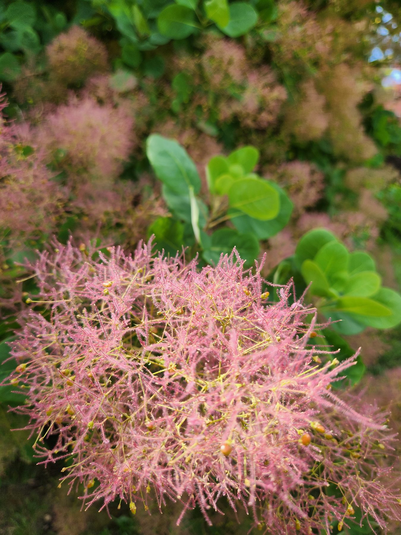 Árbol de humo (Cotinus)