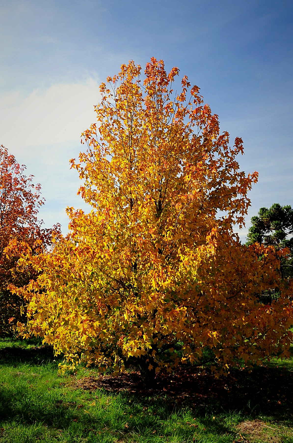 Liquidámbar en otoño