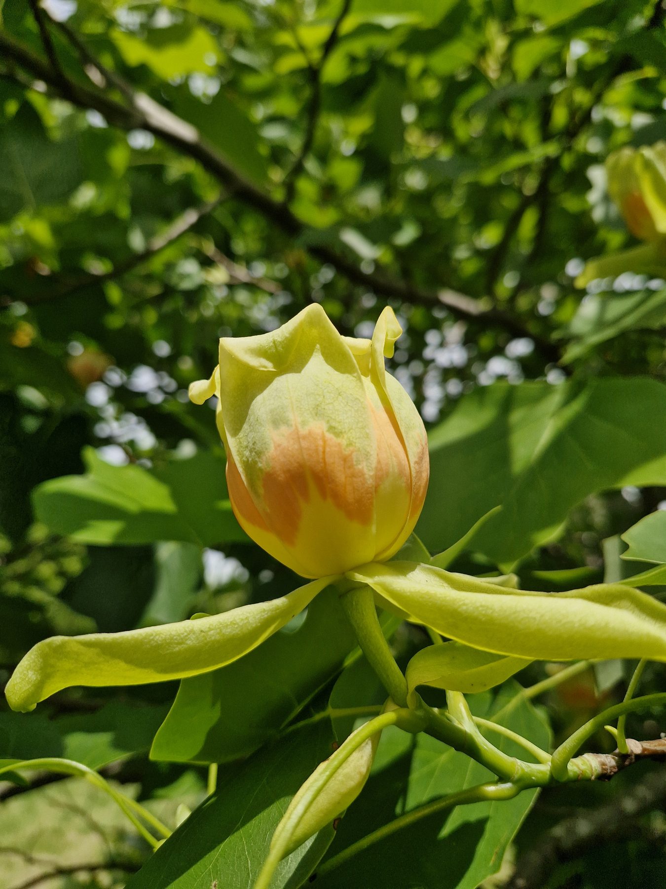 Tulipanero en flor